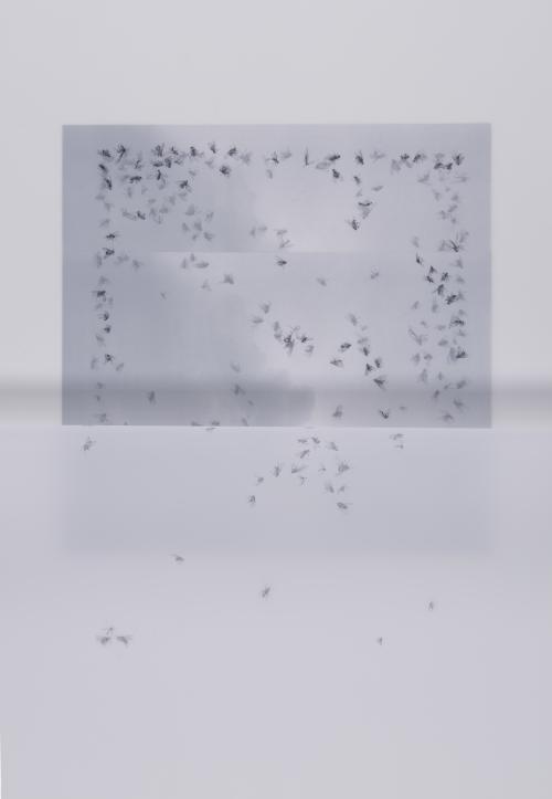 Deletaille Gallery: Hélène de Gottal, Mouches, graphite, compressed charcoal, coloured pencil lead on 4 removable layers of polyester paper, 85 x 108 cm. (Photo Luc Schrobiltgen)